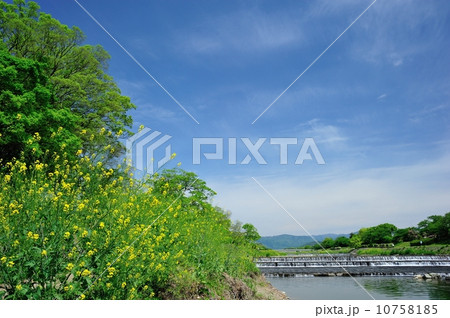ナノハナ咲く初夏の賀茂川 10758185