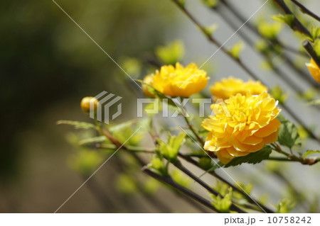 ヤマブキ ヤマブキ 10758242