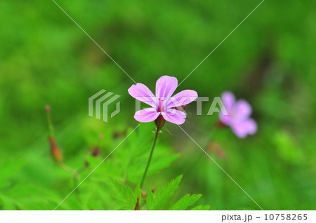 ヒメフウロ 10758265