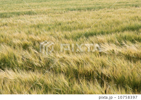 色づく麦の穂 10758397