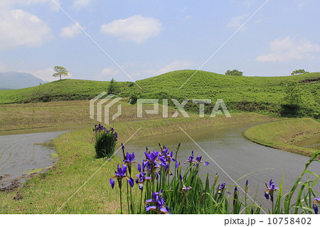 アヤメと棚田 アヤメと棚田 10758402