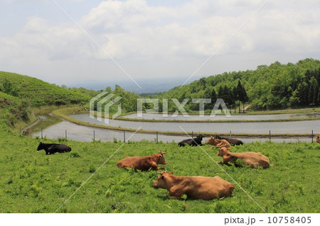 牛と棚田 10758405