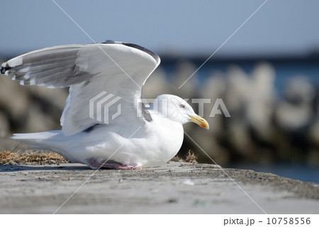 港のカモメ 港のカモメ 10758556