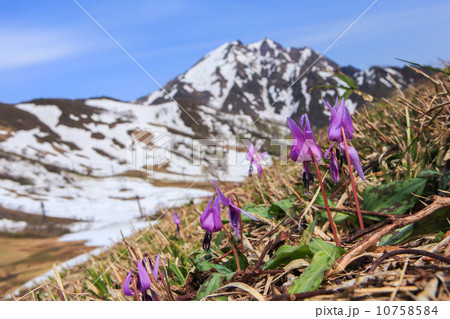 片栗咲く天神平 10758584