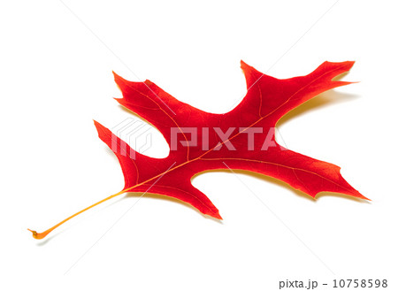 Red leaf of oak 10758598