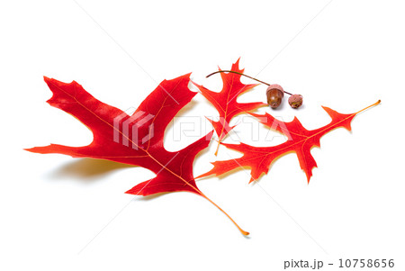 Red oak leaves and acorns 10758656