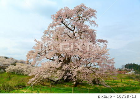 塩ノ崎の大ザクラ 塩ノ崎の大ザクラ 10758713