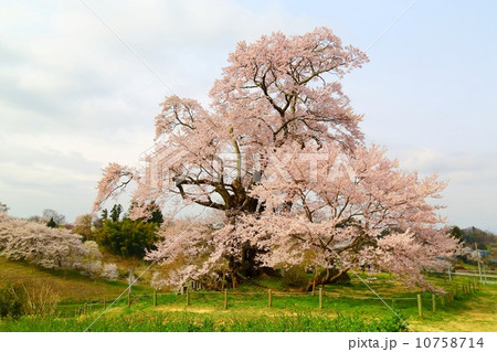 塩ノ崎の大ザクラ 10758714