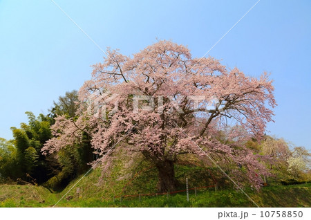 是哉寺の地蔵ザクラ 是哉寺の地蔵ザクラ 10758850
