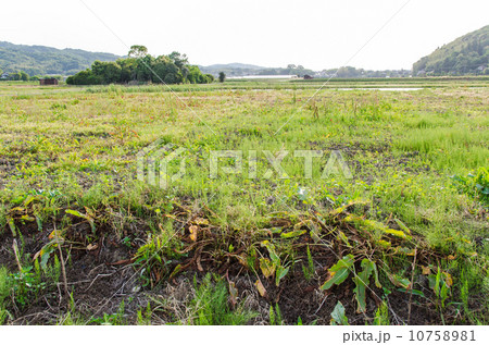 休耕田　 10758981