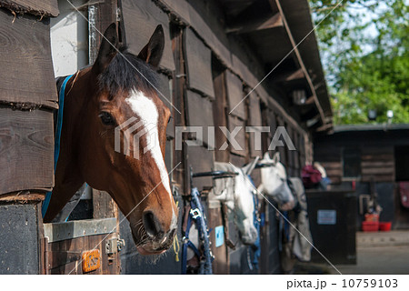 茶色の馬の横顔 馬小屋にて 茶色の馬の横顔 馬小屋にて 10759103