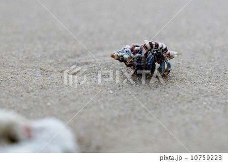西表島　月ヶ浜のヤドカリ 10759223