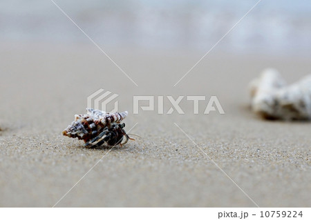 西表島　月ヶ浜のヤドカリ 10759224