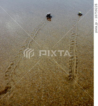 西表島　月ヶ浜のヤドカリ 10759226