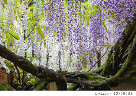 河内藤園の藤 河内藤園の藤 10759533