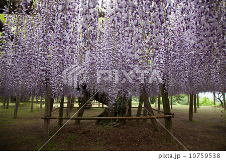 河内藤園の藤 10759538