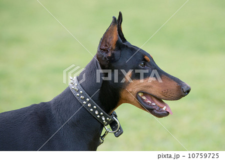ドーベルマン 10759725