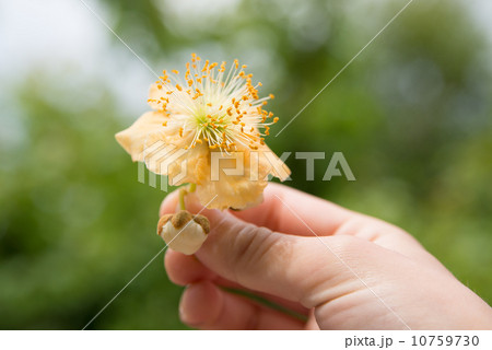 花を持つ手の写真素材