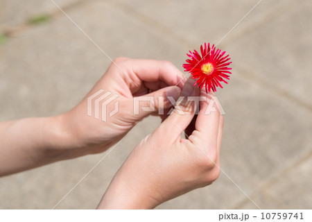 雛菊を持つ手 10759741