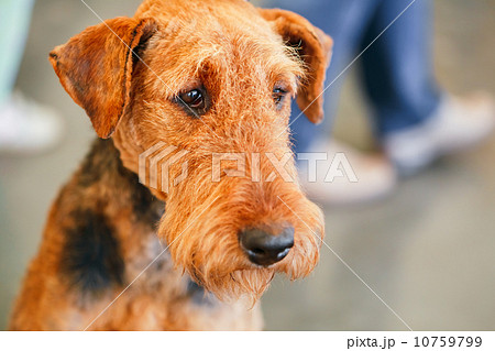 Brown Airedale Terrier dog Brown Airedale Terrier dog 10759799