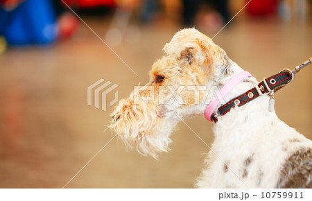 Wire Fox Terrier 10759911