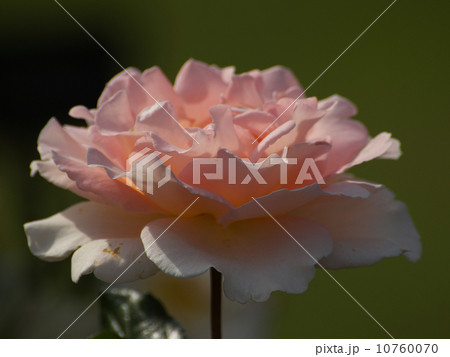 スプリングコサージュ淡いピンクの花 10760070