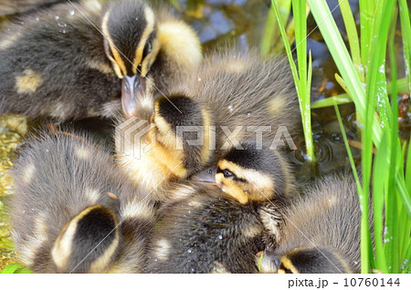 カルガモの赤ちゃん達 池の中で カルガモの赤ちゃん達 池の中で 10760144