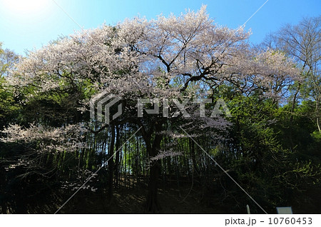 北本自然観察公園 エドヒガンザクラ 北本自然観察公園 エドヒガンザクラ 10760453