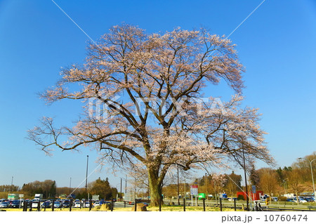 万燈桜 10760474