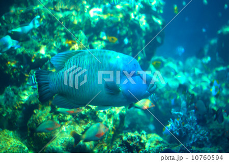 美ら海水族館のナポレオンフィッシュ 10760594