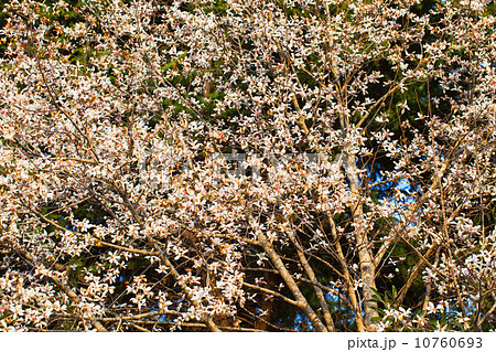 満開のモクレンの花 満開のモクレンの花 10760693