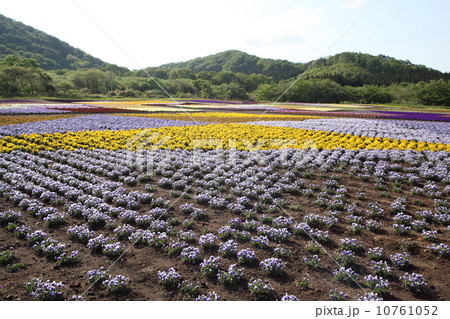 やくらいガーデン花畑 10761052