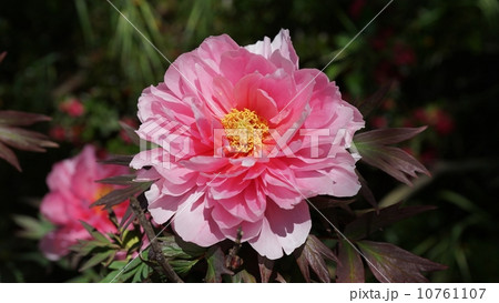 ピンクの牡丹 10761107