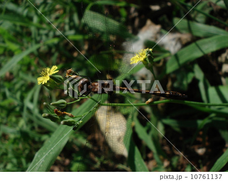 タンポポにとまるトンボ 10761137