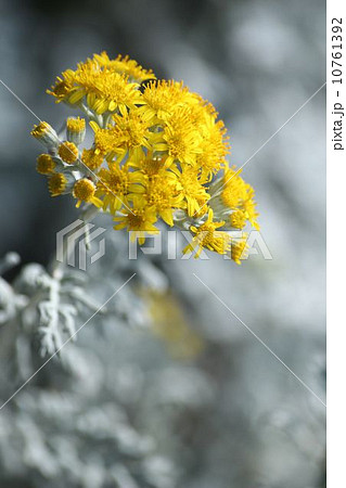 シロタエギク シロタエギク 10761392