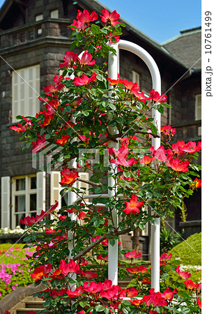 旧古河庭園・バラと洋館(大谷美術館) 10761499