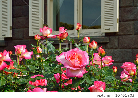 旧古河庭園・バラと洋館(大谷美術館) 旧古河庭園・バラと洋館(大谷美術館) 10761503
