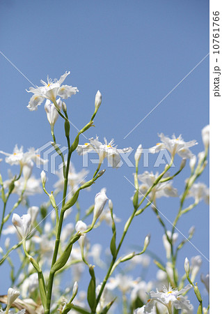 シャガ シャガ 10761766