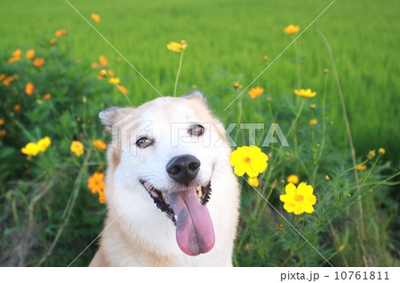 笑顔の犬のアップとキバナコスモス 10761811