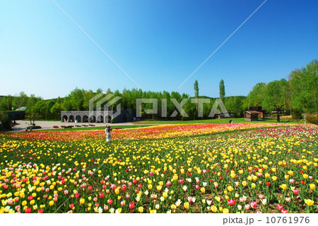 北海道の絶景地滝野すずらん丘陵公園 10761976