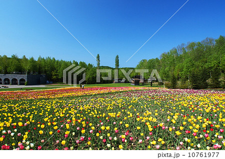 北海道の絶景地滝野すずらん丘陵公園のお花畑 10761977