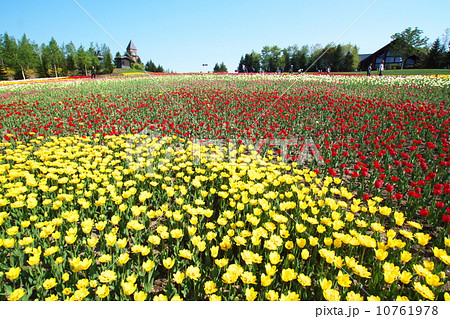 北海道の絶景地滝野すずらん後援のチューリップ畑 10761978
