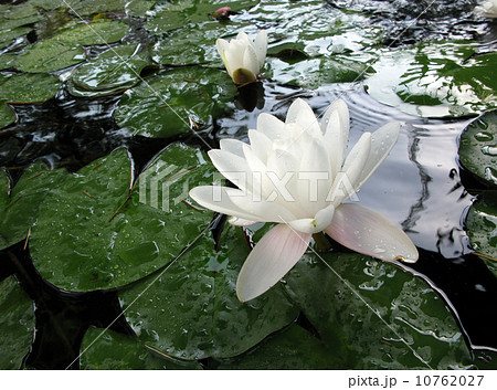 White Lotos. Meditation. 10762027