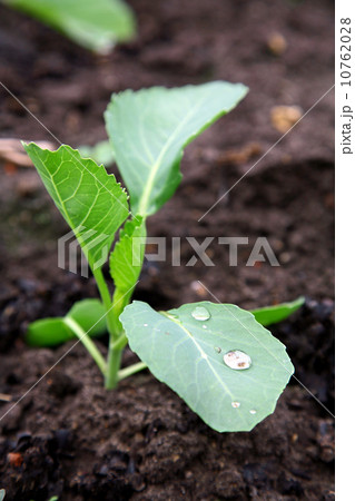 Young cabbage Young cabbage 10762028