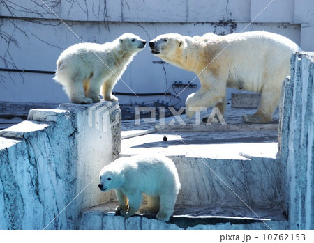ホッキョクグマ 10762153
