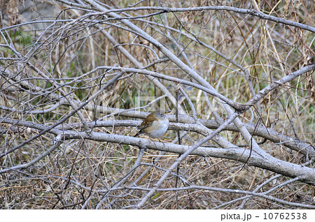 木の枝に留まるシロハラ 10762538