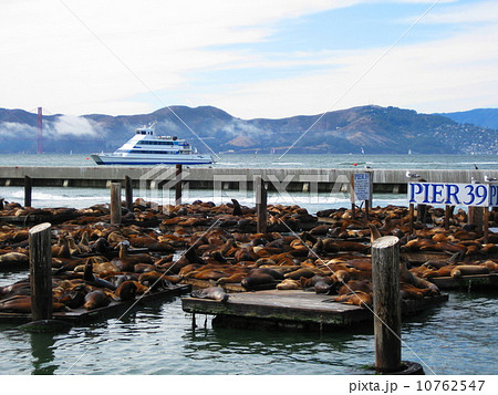 ピア39のアザラシ 10762547