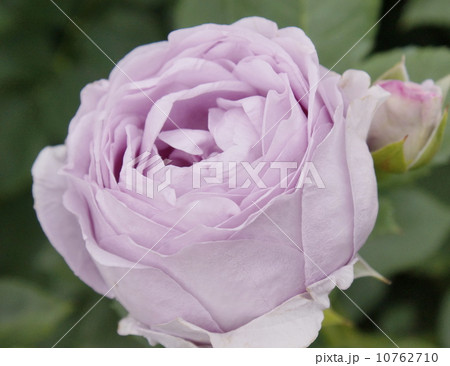 しのぶれど バラ しのぶれど バラ 10762710