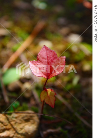 モミジバフウ 10762736
