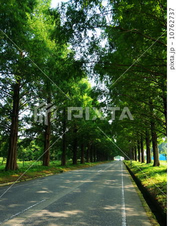 緑道 10762737
